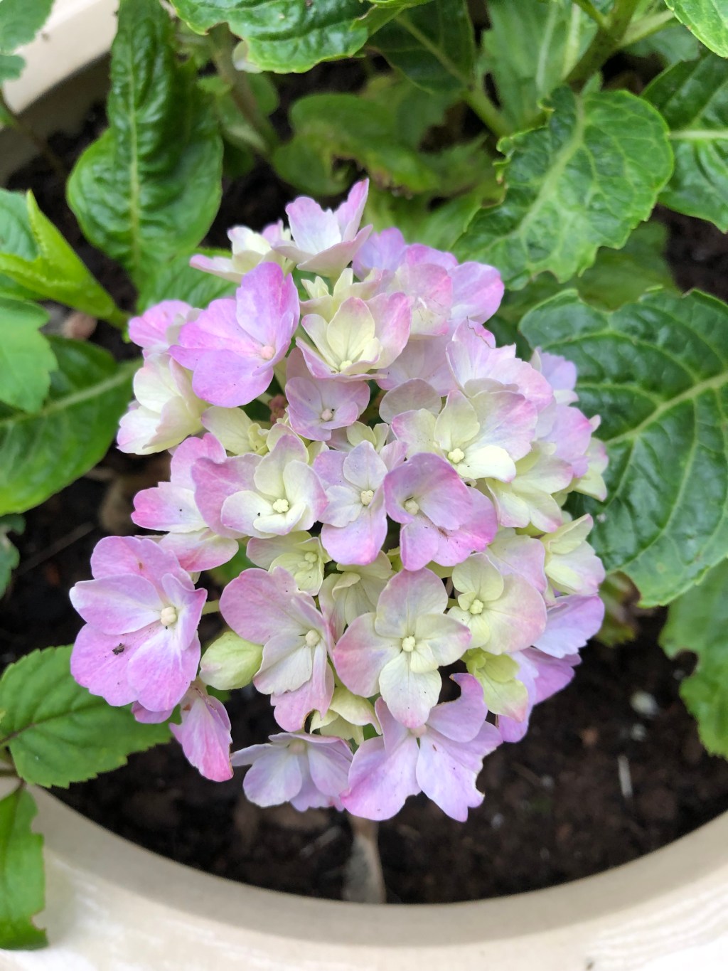 The Bright Summer’s Day I Met The Goddess&nbsp;Nyx