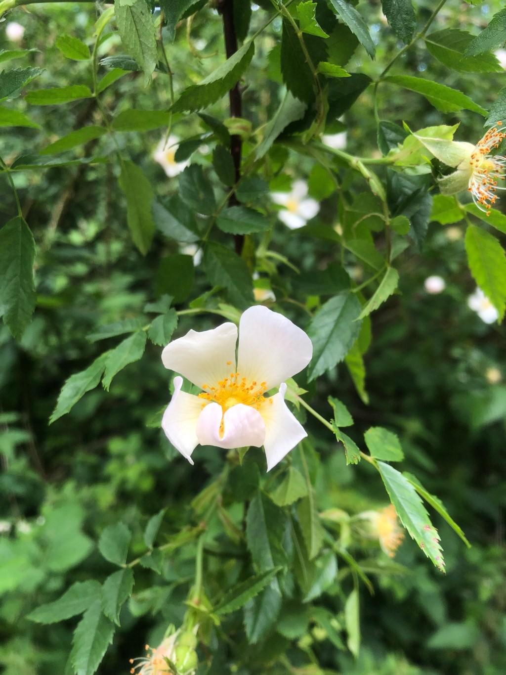 Flowers I Found Along The Canalside & What Got Me Out of Bed This&nbsp;Morning
