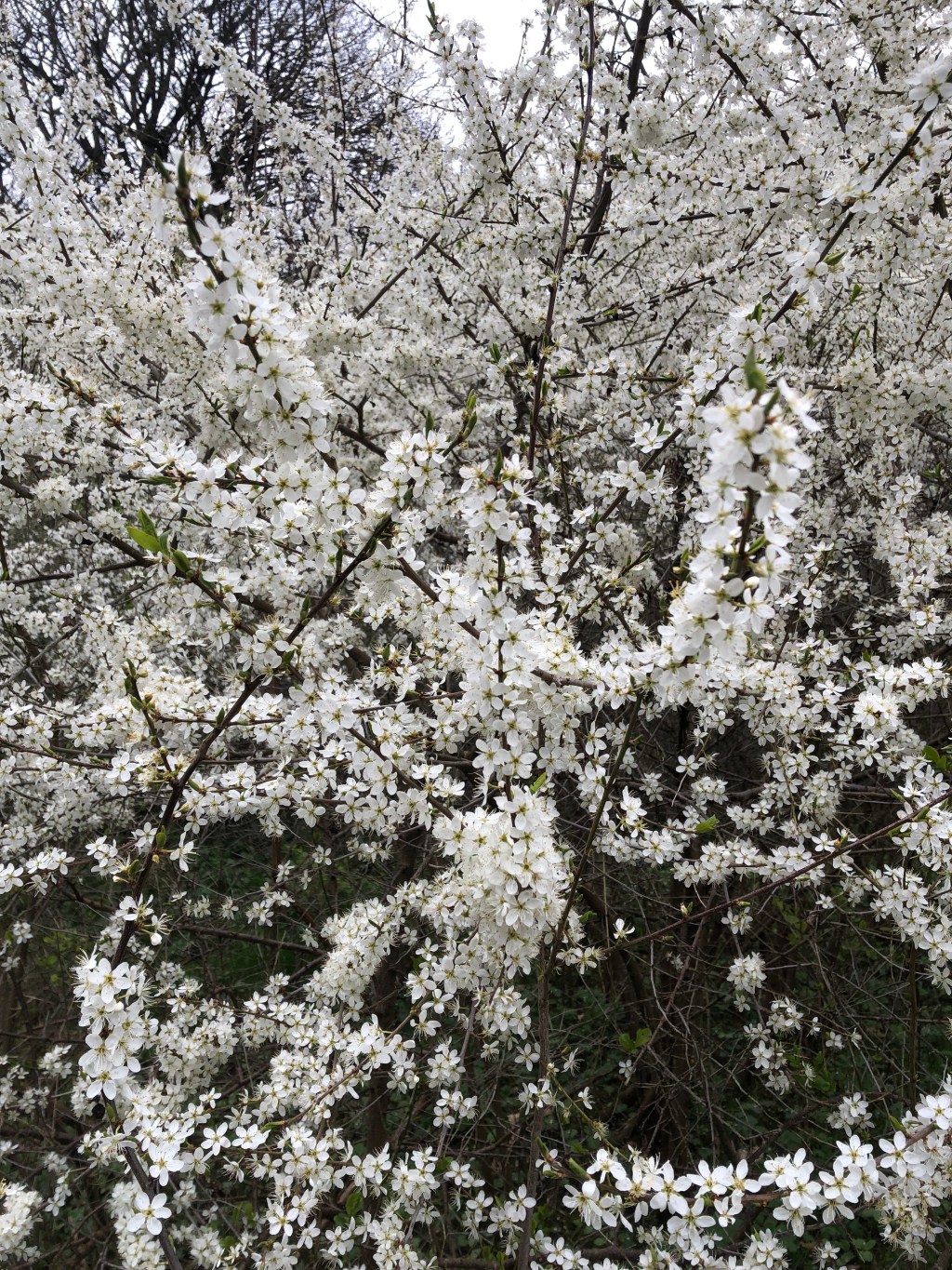 Cherishing A Collection of Beautiful Blossoms & Their Stories On My 34th&nbsp;Birthday