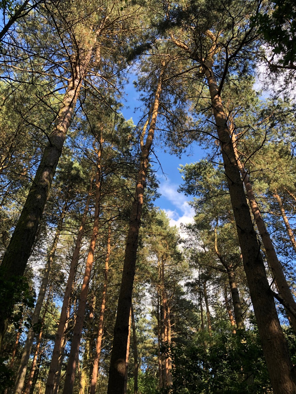 May You Breathe Deep Among The Pines…